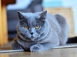chat chartreux